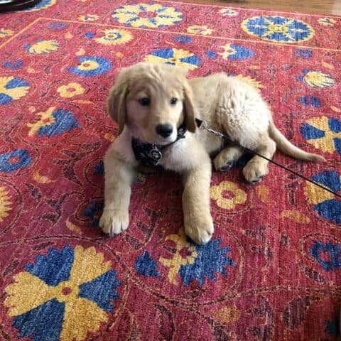 Rug with dog